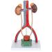 Educational Model Urea Model 13.5 Inch Male Urine System Anatomy Model with Kidneys with Adrenal Glands Urine Conductors Bladder 19 Numbered