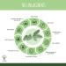 Organic sage - Bioptimal - Dietary supplement - Menopause Hot flashes - Night sweats - Painful rules - Digestion - 250mg/capsule - Made in France - Ecocert certified - 200 capsules - Buy Online on GoSupps.com