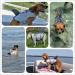 Izefia Dog Swimming Jacket - Protective Gray Swim Vest for Small & Large Dogs | Shark & Mermaid Design - Buy Online on GoSupps.com