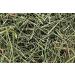 CHIRAITA KALMEGH Twigs Sticks Leaves Chirayta Bitterstick Swertia Chirayita 100 gm