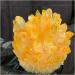 Phantom Quartz Crystal Cluster Specimen (Size : 500-550g) - Buy Online on GoSupps.com