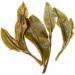  GOARTEA GOARTEA 50g/1.76oz Premium Grade Jasmine Pearls Jasmine Tea Jasmine Green Tea Jasmine Green Tea Jasmine Green Tea - Buy Online on GoSupps.com