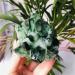 Room Decoration 280-350g Natural Green Ghost Phantom Quartz Crystal Cluster Rock Stones and Crystals Specimen Home Decor NaturalReiki Decoration