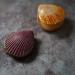 Solid Perfume - Cedarwood Myrrh & Clove Fragrance All Natural & Organic (.35 oz) Cedarwood Myrrh & Clove 1 Count (Pack of 1) - Buy Online on GoSupps.com