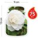 Yankee Candle Camellia Blossom - Medium Glass Fragrance Candle | 75 Hour Burn Time | Garden Hideaway Collection - Buy Online on GoSupps.com