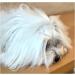 Camtiac Dog Hair Clip Set - 6 Diamond Orange Clips for Stylish Grooming | International Shipping - Buy Online on GoSupps.com