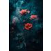 Red Rose Attar Grade "A" Perfume Oil Alcohol Free 10ml (10 ML roll on) Bottle - Buy Online on GoSupps.com