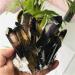 400-500g Natural Crystal Flower Smoky Quartz Cluster s - Buy Online on GoSupps.com