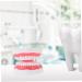 Ultechnovo 3D Tooth Model for Adult Education | Dental Teaching Model & Typodont for Dentists - International Shipping Available - Buy Online on GoSupps.com