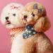 nuosen 50PCS Dog Hair Bows Pet Hair Bows Tie Puppy Rubber Bands Hair Grooming Accessories - Buy Online on GoSupps.com