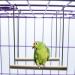 Yushu Parrot Swing Climbing Stand Natural Wooden Birds Perch Parrots Hanging Swing Cage Pendant Toys Stand Holder Parrot Toys for African Grey - Buy Online on GoSupps.com