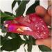 Room Decoration Beautiful Natural Red Quartz Cluster Crystal Stone Minerals Specimen - Buy Online on GoSupps.com