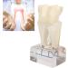 Professional Dental Nerve Model for Teaching | Resin Tooth Model for Students | International Shipping - Buy Online on GoSupps.com