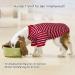 Petsmil Thin Dog Sweater for Medium-Sized Dogs | Striped Stretchy Dog Shirt for Small Dogs | Red & White French Bulldog Sweater (XXXL) - Buy Online on GoSupps.com