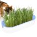 Youding Cat Grass Growing Kit Planter Tray Catnip Box Chewing Kitten Plant Set for Snacks Soil Free Snacks Digestion Pet Food Indoor Nursery Balcony Patio Blue