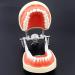 Lmeili Dental Typodont joint model teeth model dastal teaching study anatomy model removable teeth standard typodont demonstration