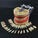 Buy Lmeili Dental Typodont Model with 32 Removable Teeth & Cheek Simulation - Ideal for Teaching Restorative Techniques and Anatomy Studies - Buy Online on GoSupps.com