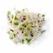 Broccoli Microgreens Seeds 8 oz Bag - Antioxidant-Rich Superfood | COOL BEANS n SPROUTS - Buy Online on GoSupps.com
