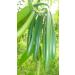 Ground Vanilla Pods | Vanilla Powder 1000g (17 EUR / 100 g) - Buy Online on GoSupps.com