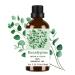 Eucalyptus Essential Oil 100% Pure 3.38 Fl Oz Amber Glass Bottle for Aromatherapy Massage Skin Care Hair Care Diffuser Use