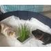 Cat Grass Barley 3 Pack by Cat FurNature - Buy Online on GoSupps.com