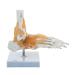 sainio Ankle Skeletal Model with Movement of The Ankle Joint Flexible Ligaments