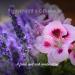 Friendly Soap Handmade Natural Lavender & Geranium Shampoo Bar - Relaxing Rich Nourishing 95g - Buy Online on GoSupps.com