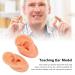 Silicone Human Ear Model for Hearing Aids & Headphones Demonstration | Artificial Ear Display for Lectures & Simulation - Buy Online on GoSupps.com