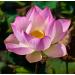 Pink Lotus Absolute Oil Organic Pure Natural 1 mL - Buy Online on GoSupps.com