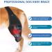 Adjustable Dog Knee Brace | Medium Black Pet Knee Pads for Joint Injury Recovery | Support Straps for Dogs - Buy Online on GoSupps.com