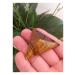 for 45mm Natural Crystal Pyramid Tiger's-Eye Quartz Tetrahedron Pyramid Reiki Minerals Quartz Crystals Stone gemst ningxiao