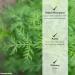 Artemisia Annua Herb Tincture Extract 4 oz 4 Fl Oz (Pack of 1) - Buy Online on GoSupps.com