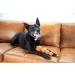Outward Hound Squeaker Ballz - Medium Dog Fetch Toy 4-Pack | International Shipping Available - Buy Online on GoSupps.com
