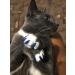 YMCCOOL 100pcs Cat Nail Caps/Tips with Adhesive Glue & Applicator - XS Size for Pet Cat Kitty Soft Claws Covers - Buy Online on GoSupps.com