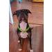 Mycicy Reflective Slip Collar Soft Nylon Training Choke Collar for Dogs in Black 22" Wide 1" 22x1 Inch (Pack of 1) Black - Buy Online on GoSupps.com