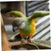 HANABASS 2 Pcs 15 Pet Leash Cockatiel Leash Cockatiel Harness Chicken Leashes and Harnesses Budgie Leash Size 5x2pcs As Shownx2pcs - Buy Online on GoSupps.com