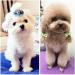 nuosen 50PCS Dog Hair Bows Pet Hair Bows Tie Puppy Rubber Bands Hair Grooming Accessories - Buy Online on GoSupps.com