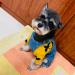 Dog Denim Jumpsuit Costume for Yorkie Bulldog | Cat Pet Jean Overalls Clothes | Size M (Blue) - Buy Online on GoSupps.com