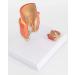 Life Size Human Rectal Hemorrhoid Lesion Model PVC Human Anorectal Pathology Model Demonstration Teaching Model - Buy Online on GoSupps.com