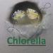 GREEN WATER FARM Concentrated Chlorella Powder for Feeding Crustaceans - Daphnia Moina Rotifer Fairy Shrimp and Other Live Fish Food - Buy Online on GoSupps.com