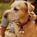 Luckious Brand 3 Set Loud Cat and Dog Bells - Pet Tracker Bells Dog Bells for Collar Pet Tracker Silver - Buy Online on GoSupps.com