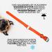 Regal Dog Products Waterproof Dog Halfband Collar for Small Medium & Large Dogs - Orange | Durable & Stylish Dog Collars for Puppies to Large Breeds - Buy Online on GoSupps.com