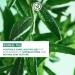 Yves Rocher Rebalancing Antioxidant Serum - Purify & Mattify Oily Skin with Salicylic Acid | 1 FL OZ - International Shipping Available - Buy Online on GoSupps.com