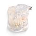 Boxwizard tooth model for dentistry students Typodont dental diseases teaching study adult typodont demonstration tooth model New tooth model