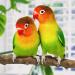 4 Piece Natural Wood Bird Toys Set - Perches Pencil Rods & Accessories for Parrots & Birds - 2 Specs 8 Washers & 4 Wing Nuts - Buy Online on GoSupps.com