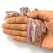 1PC Natural Stone Plum Blossom Tourmaline raw specimens Home Decoration raw s gem Collection Can be Used for (Size : 100-120g) HOMEZHOU (Size : 100-120g) - Buy Online on GoSupps.com