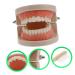 Buy Solustrie Dental Study Model for Kids | Educational Teeth & Oral Cavity Teaching Toy - International Shipping Available - Buy Online on GoSupps.com