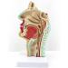 Life Size Nasal Cavity Model Anatomical Oral Throat Model Nasopharyngeal Cavity ENT Medical Educational Training Aid - Buy Online on GoSupps.com