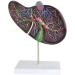 Body Model Gallbladder Anatomical Enlargement Model Human Liver Visceral Anatomical Model Human Liver - Buy Online on GoSupps.com