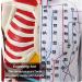 Male Acupuncture and Muscle Model Acupuncture Manikin 85Cm Meridian Anatomy Models with Accurate Lettering of Acupuncture Points for Teaching Training Presentation - Buy Online on GoSupps.com